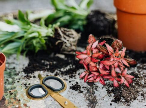 Close-up of a Fittonia plant with red leaves, surrounded by soil, pots, and scissors.