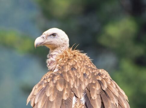 Close-up of a Himalayan Griffon Vulture in Kashmir, India, showcasing its impressive feathers against a blurred background.