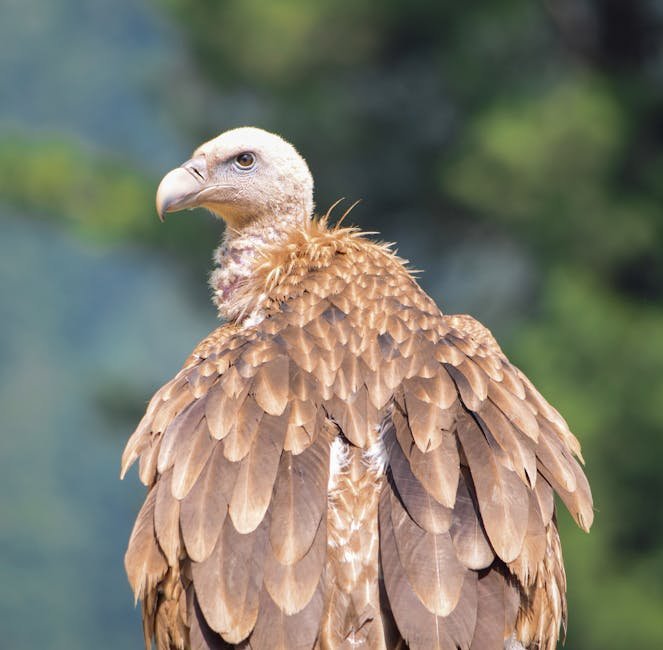 Rare Himalayan Griffon Vultures Found Dead in Dudhwa Reserve Close-up of a Himalayan Griffon Vulture in Kashmir, India, showcasing its impressive feathers against a blurred background.