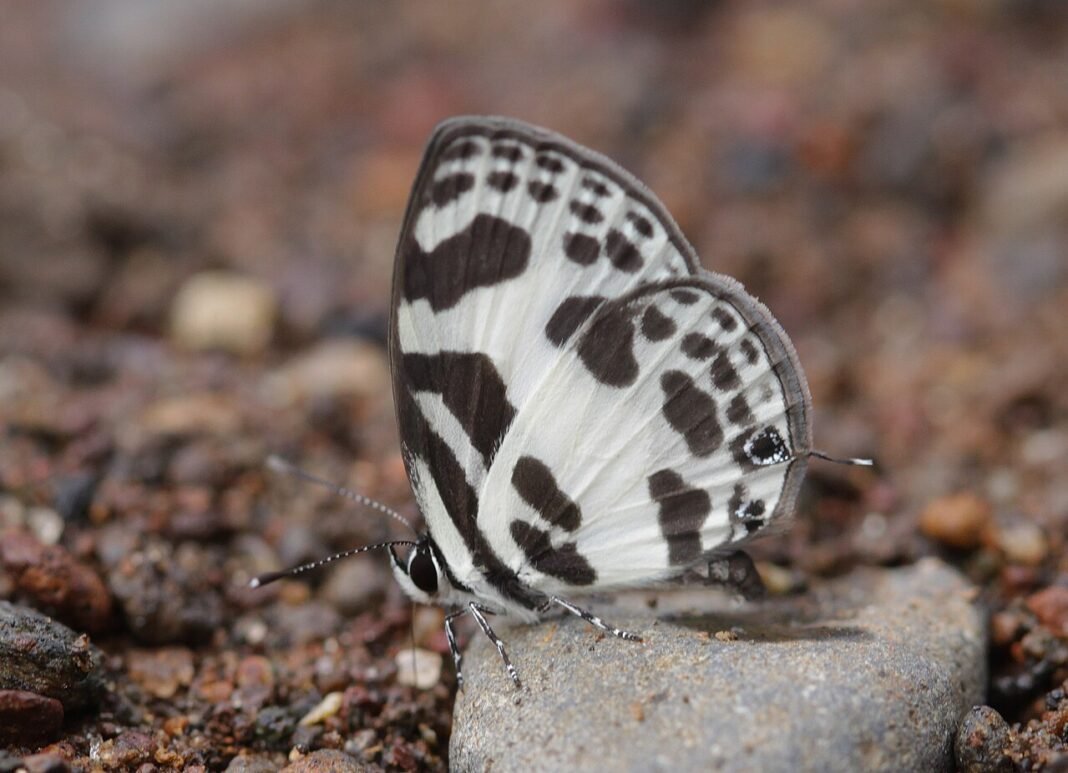 Parpoli, Maharashtra’s First Butterfly Village, Faces Growing Challenges Discolampa ethion ethion – Banded Blue Pierrot butterfly at Parpoli, Sindhurg District, Maharashtra, India