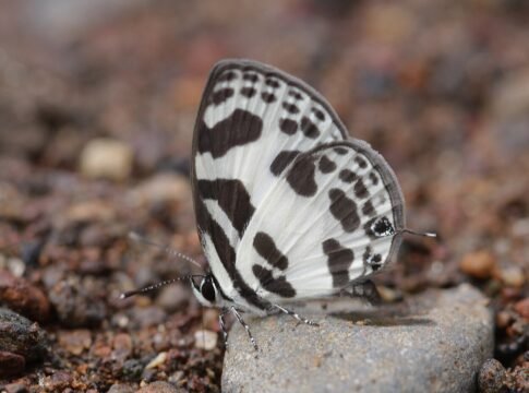 Discolampa ethion ethion – Banded Blue Pierrot butterfly at Parpoli, Sindhurg District, Maharashtra, India Discolampa ethion ethion – Banded Blue Pierrot butterfly at Parpoli, Sindhurg District, Maharashtra, India