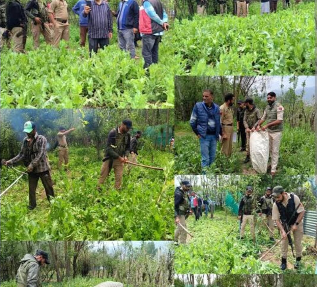 Jammu and Kashmir: North Kashmir Police Book 13 in NDPS Cases, Destroy Poppy Crops Jammu and Kashmir: North Kashmir Police Book 13 in NDPS Cases, Destroy Poppy Crops