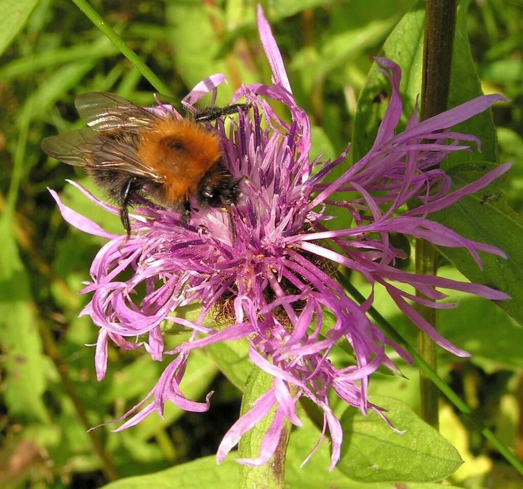 The bumble-bee (Bombus sp.) on the inflorescence of the Brown Knapweed (Centaurea jacea). Moscow region, Russia.