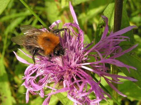 The bumble-bee (Bombus sp.) on the inflorescence of the Brown Knapweed (Centaurea jacea). Moscow region, Russia.