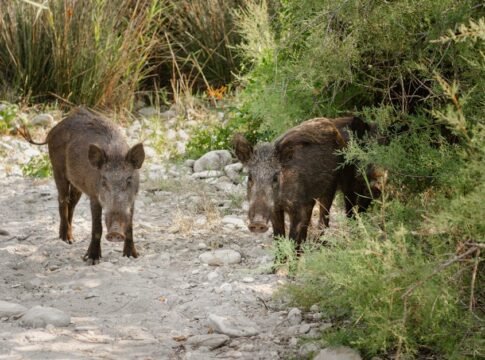 Two wild boars exploring a sandy path surrounded by greenery in summer wilderness.