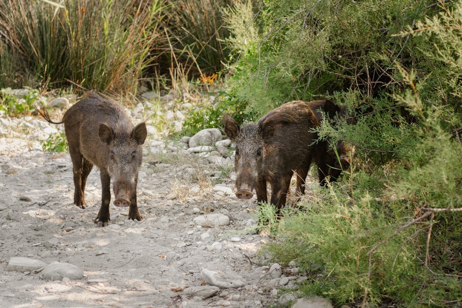 Jammu and Kashmir: Wild Boar Menace Escalates in Budgam, Farmers Appeal for Intervention Two wild boars exploring a sandy path surrounded by greenery in summer wilderness.