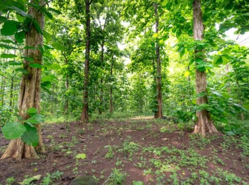 Vibrant green forest filled with tall teak trees, showcasing dense foliage and tranquility.