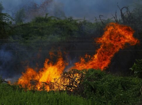 Vivid flames consuming vegetation in an outdoor forest fire scene. Vivid flames consuming vegetation in an outdoor forest fire scene.