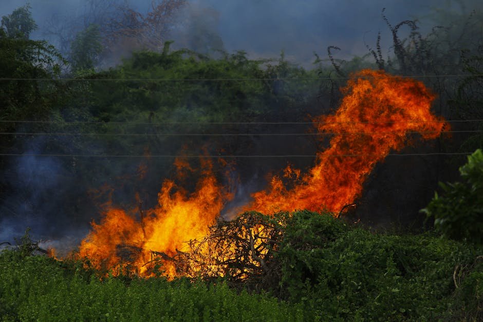 Jammu and Kashmir: Fire Engulfs Homes in Anantnag Village, Rendered Families Homeless Vivid flames consuming vegetation in an outdoor forest fire scene.