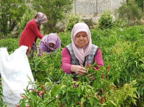 Women farmers harvesting peppers in a lush outdoor garden.