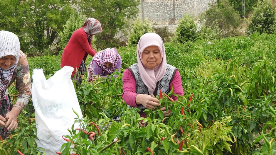 Women farmers harvesting peppers in a lush outdoor garden.