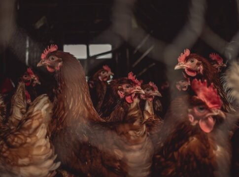 A flock of brown hens indoors, illustrating poultry farming.