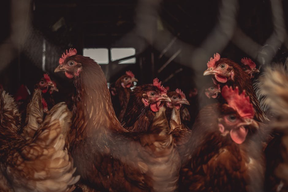 Maharashtra Intensifies Bird Flu Containment, Culling Approaches 4 Lakh Chickens A flock of brown hens indoors, illustrating poultry farming.