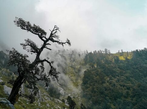 A misty mountain scene with a solitary tree and lush greenery, evoking a serene, mystical atmosphere. A misty mountain scene with a solitary tree and lush greenery, evoking a serene, mystical atmosphere.