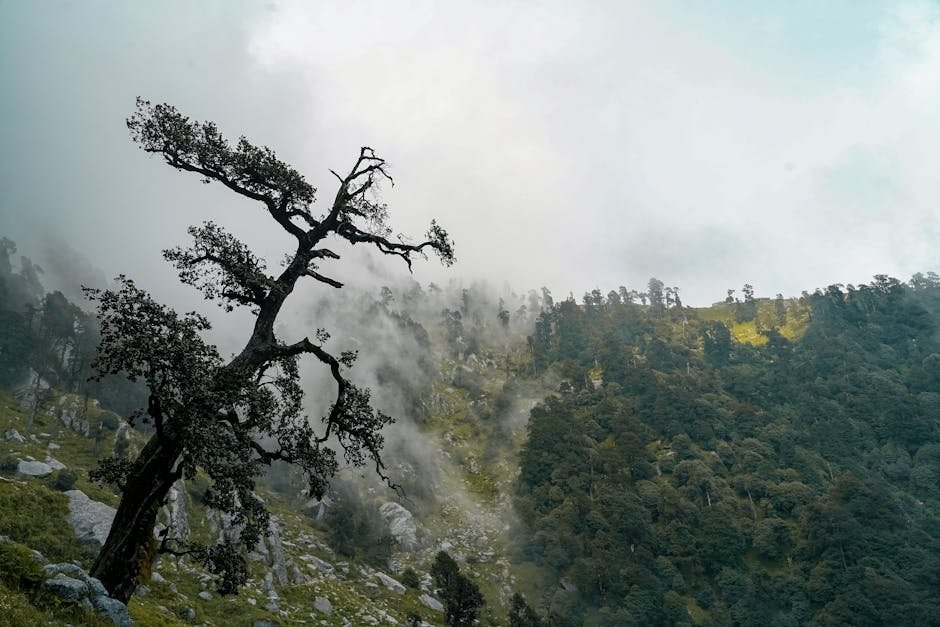 Himachal Pradesh Braces for Rain: Yellow Alert Issued for Multiple Districts A misty mountain scene with a solitary tree and lush greenery, evoking a serene, mystical atmosphere.