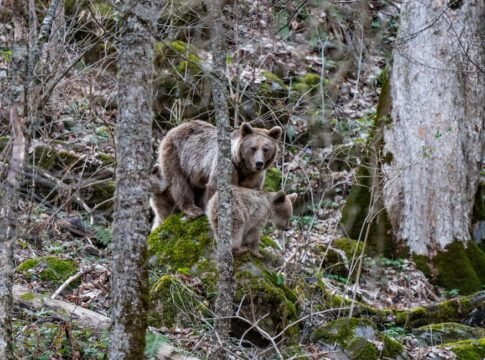 A mother brown bear and cub in their natural forest habitat, surrounded by trees and moss.