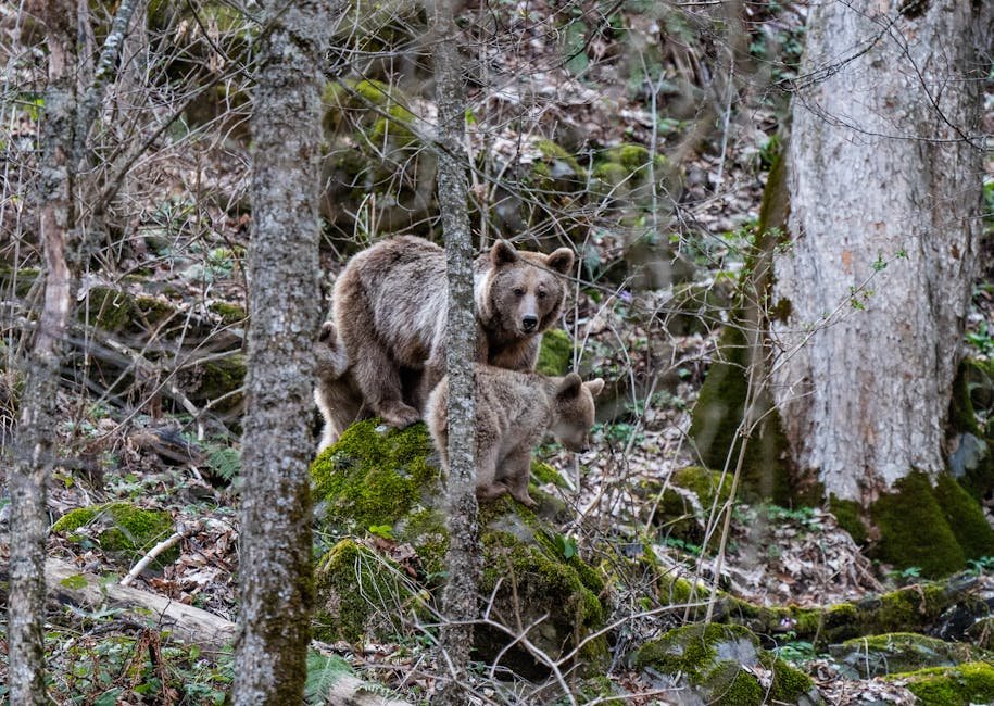 Himachal Pradesh’s Chamba Sanctuary Captures First Himalayan Brown Bear Footage A mother brown bear and cub in their natural forest habitat, surrounded by trees and moss.