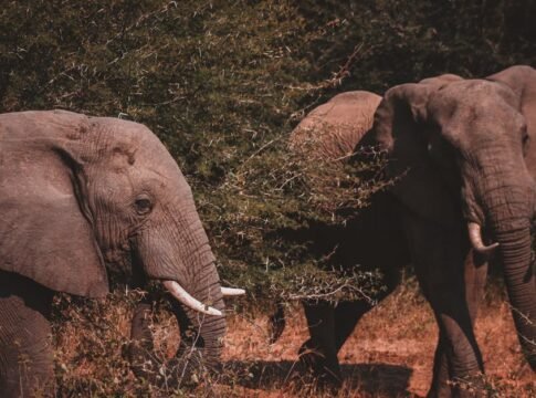 A pair of African elephants grazing in the bush, showcasing wildlife behavior in their natural environment.