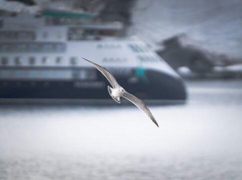 A seagull gracefully flying over a harbor with a cruise ship in the background, showcasing marine life and travel. A seagull gracefully flying over a harbor with a cruise ship in the background, showcasing marine life and travel.