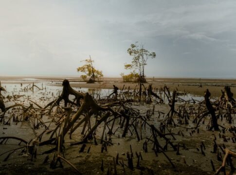 An atmospheric view of mangrove roots at low tide in Tanjong Sepat, Malaysia. An atmospheric view of mangrove roots at low tide in Tanjong Sepat, Malaysia.