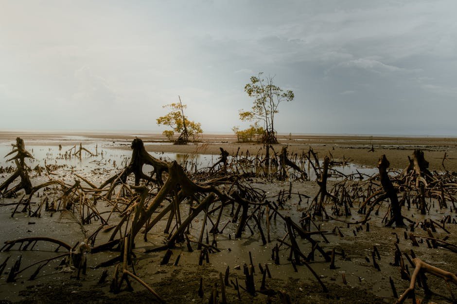 Virar-Alibaug Corridor: Over 5,000 Mangroves Marked, Fewer Than 500 to Be Permanently Lost, Officials State An atmospheric view of mangrove roots at low tide in Tanjong Sepat, Malaysia.