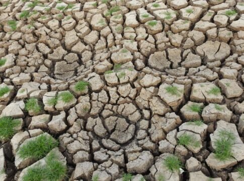 Arid cracked soil with sparse green grass growth showcasing drought conditions.