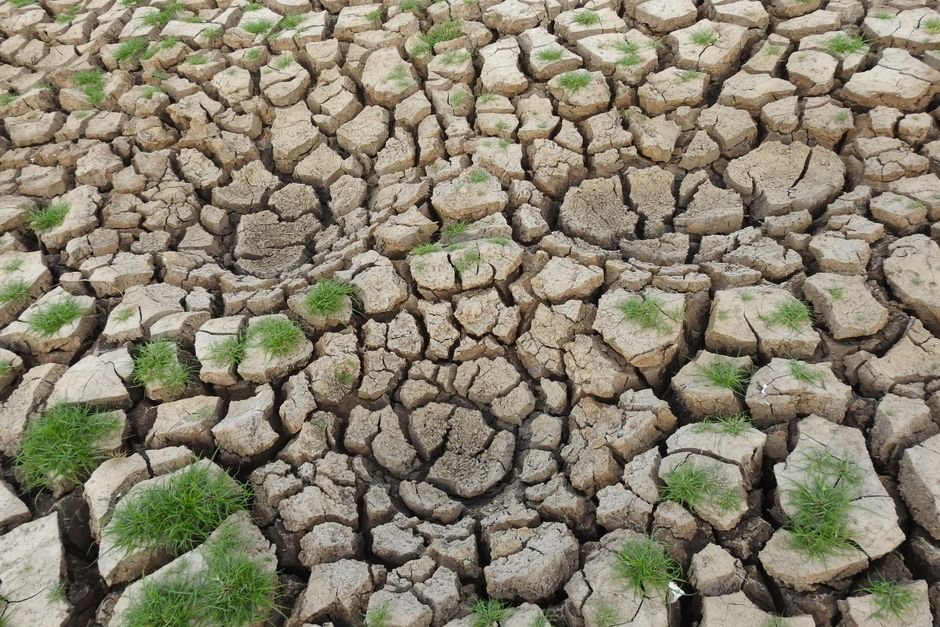 India Sees Climate Change Link to Rising Antibiotic Resistance in Salmonella Arid cracked soil with sparse green grass growth showcasing drought conditions.