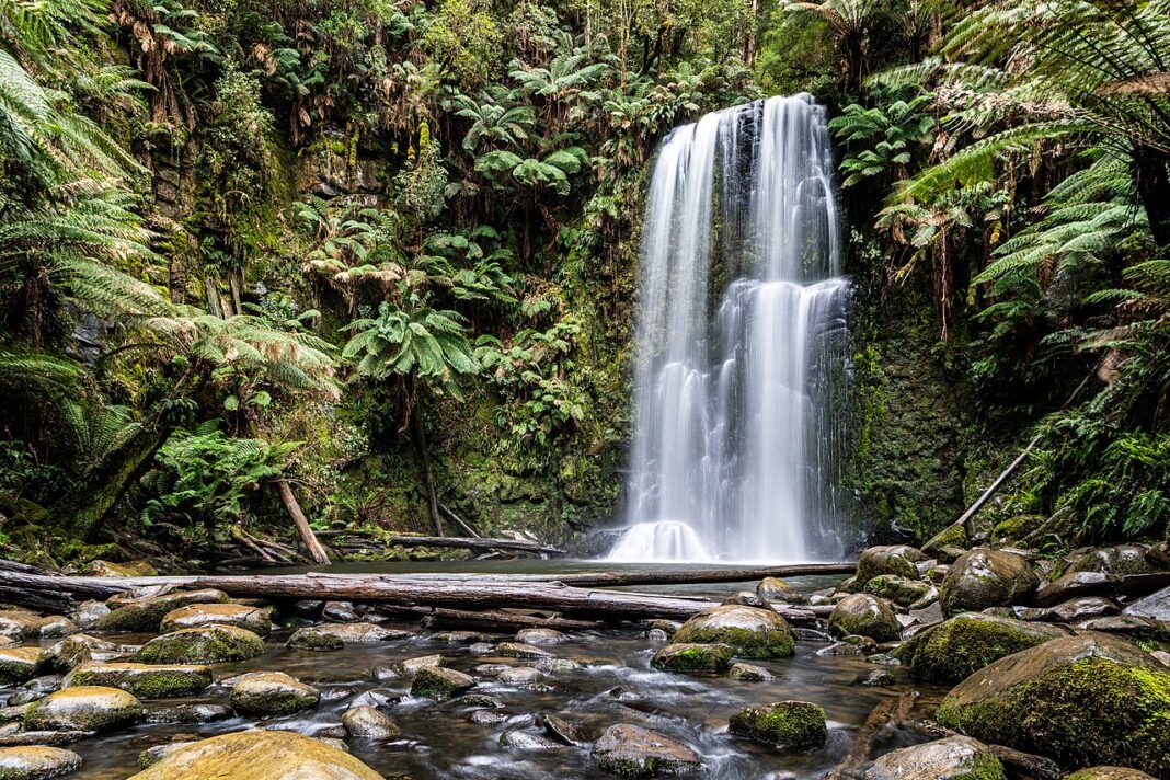 Jammu Forest Minister Orders Probe into Forest Rights Act Violations During Anti-Encroachment Drive Beauchamp Falls in Great Otway National Park, Beech Forest, Victoria, AustraliaEfforts to protect Great Otway National Park began in the early 1900s, when the first areas of lush rainforest and coast…