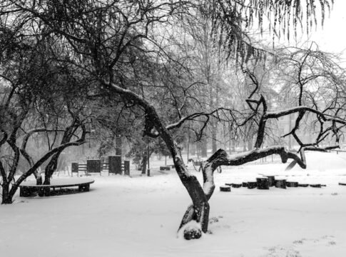 Black and white winter scene of snow-covered park with barren trees in Lviv, Ukraine.