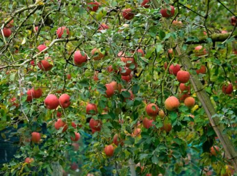 Bright red apples on lush green trees in a serene orchard setting, perfect for harvest themes.