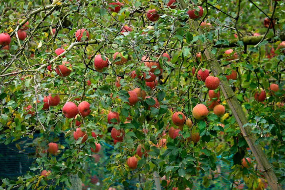 JCB Operator Cultivates Maharashtra’s First Successful Apple Orchard in Satara Bright red apples on lush green trees in a serene orchard setting, perfect for harvest themes.