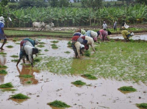 Group of farmers planting rice in flooded paddies in Mysuru, India, showcasing traditional agriculture.