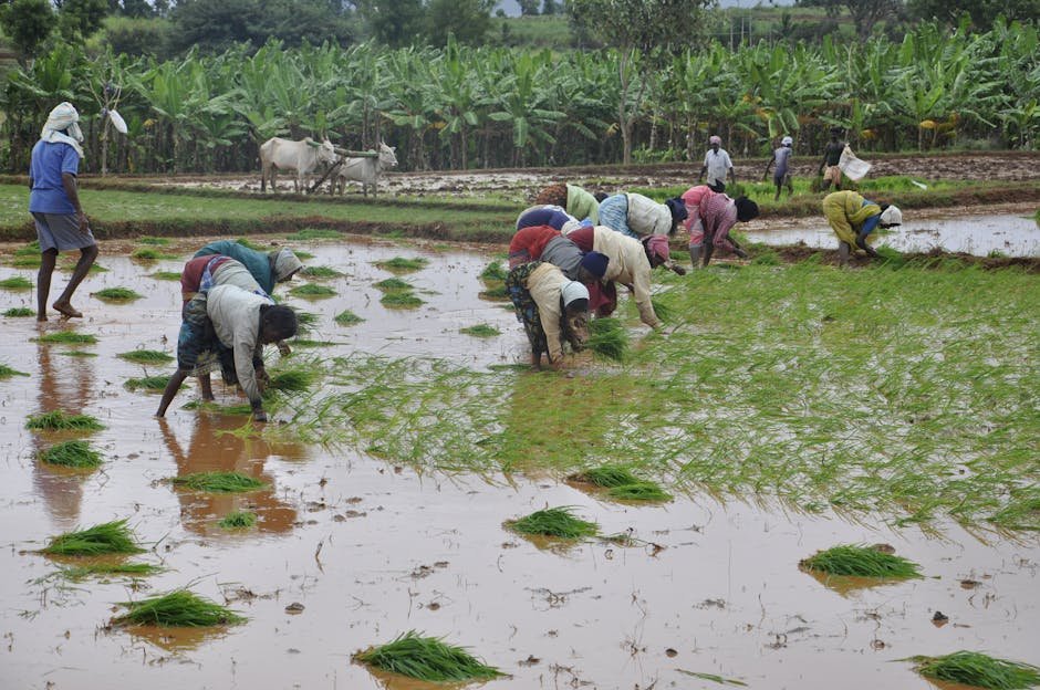 Karnataka Apiculture Farmers Face Setbacks Amidst Low Budgetary Allocation Group of farmers planting rice in flooded paddies in Mysuru, India, showcasing traditional agriculture.