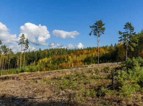 Scenic autumn forest, vibrant tree line with clearcut area under a vivid blue sky.