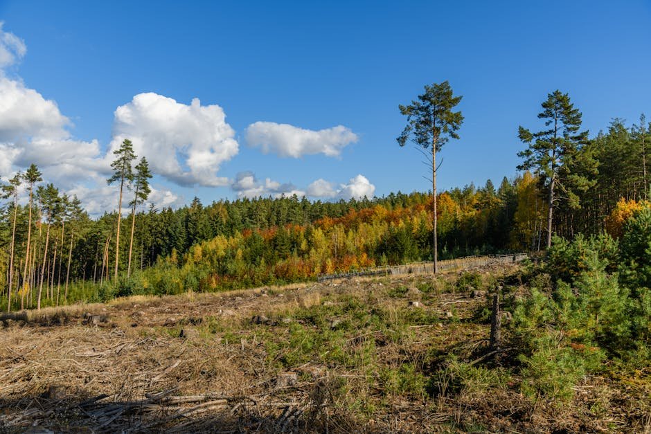Jammu and Kashmir Restores Over 1.06 Lakh Hectares of Degraded Forest Land Under CAMPA Scenic autumn forest, vibrant tree line with clearcut area under a vivid blue sky.