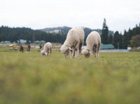 Sheep grazing in a lush meadow with a scenic backdrop in Srinagar, perfect for rural landscape themes.