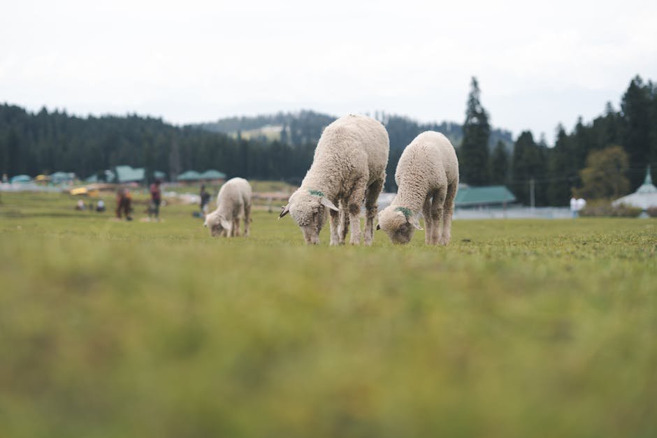 Sheep grazing in a lush meadow with a scenic backdrop in Srinagar, perfect for rural landscape themes.