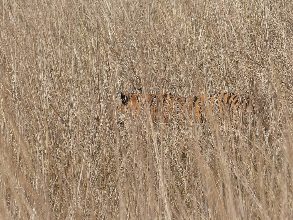Tadoba-Andhari Tiger Reserve, located in the Chandrapur district of Maharashtra is the oldest national park in the state and is described as ‘Jewel of Vidarbha’. The topography comprises of hills cov…