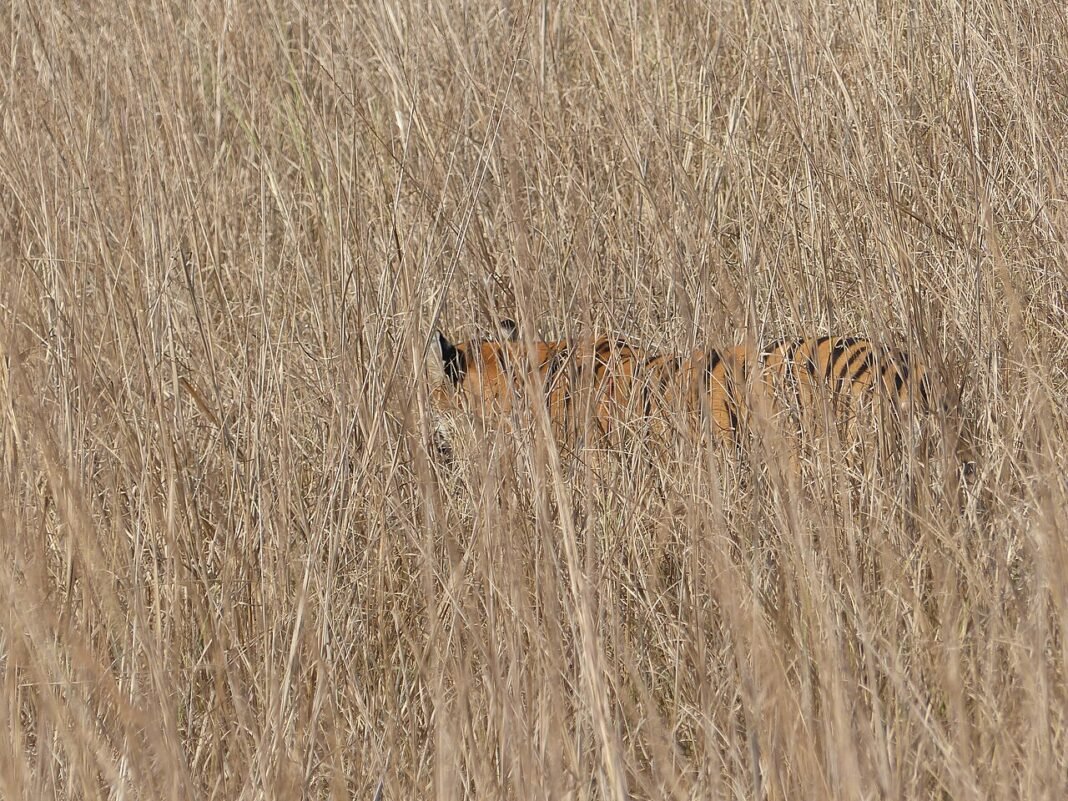 Four Women Killed in Tiger Attack in Maharashtra’s Chandrapur Tadoba-Andhari Tiger Reserve, located in the Chandrapur district of Maharashtra is the oldest national park in the state and is described as ‘Jewel of Vidarbha’. The topography comprises of hills cov…