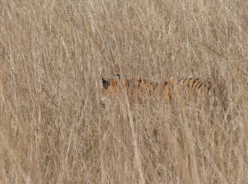 Tadoba-Andhari Tiger Reserve, located in the Chandrapur district of Maharashtra is the oldest national park in the state and is described as ‘Jewel of Vidarbha’. The topography comprises of hills cov…