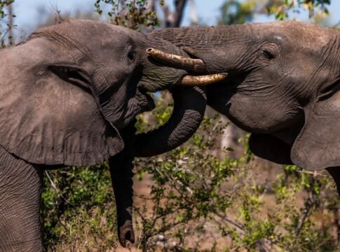 Two African elephants engage in a playful tusk interaction in a natural setting. Two African elephants engage in a playful tusk interaction in a natural setting.