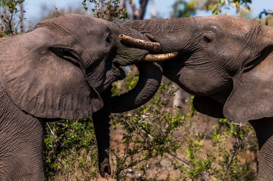 Karnataka Elephant Marthanda Dies After Fatal Clash at Dubare Camp Two African elephants engage in a playful tusk interaction in a natural setting.