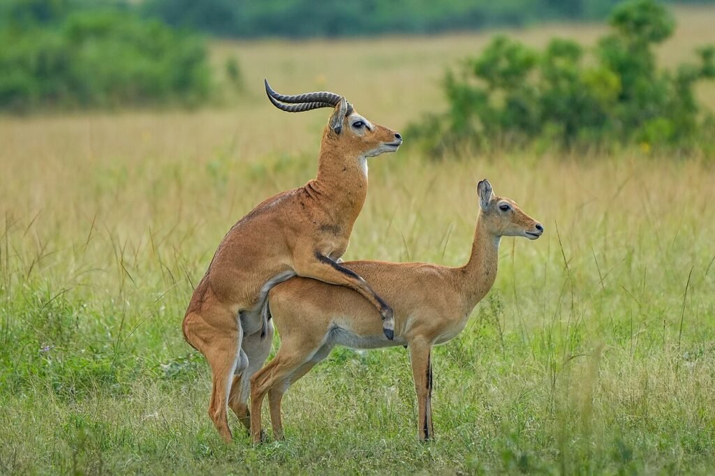 Uganda kobs mating at Queen Elizabeth National Park