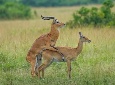 Uganda kobs mating at Queen Elizabeth National Park Uganda kobs mating at Queen Elizabeth National Park