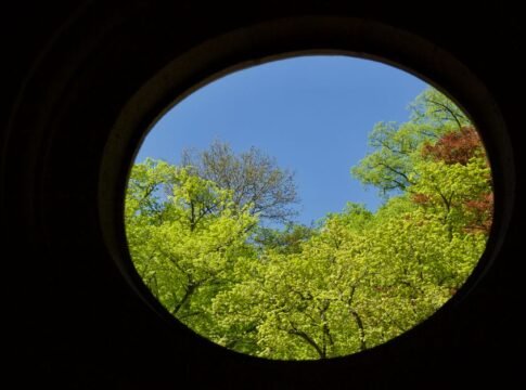 A circular view of lush green trees against a clear blue sky, symbolizing growth and tranquility. A circular view of lush green trees against a clear blue sky, symbolizing growth and tranquility.