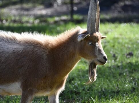 A goat with impressive horns stands in a sunlit green pasture, showcasing its regal presence. A goat with impressive horns stands in a sunlit green pasture, showcasing its regal presence.