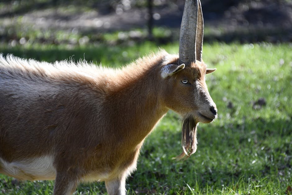 Himachal Pradesh Remembers Billy Malhans, Custodian of Shimla’s Architectural and Cultural Heritage A goat with impressive horns stands in a sunlit green pasture, showcasing its regal presence.