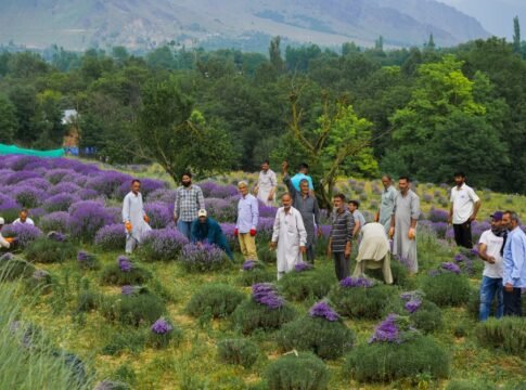 A group of people picking lavender flowers in a scenic field in Sirhama, Jammu and Kashmir.