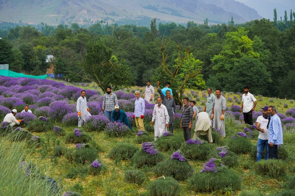 Jammu and Kashmir Public Works Dept Orders Placement of 12 Engineers as In-charge AEEs A group of people picking lavender flowers in a scenic field in Sirhama, Jammu and Kashmir.