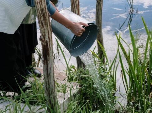 A person pouring water from a metal bucket into a pond surrounded by plants.